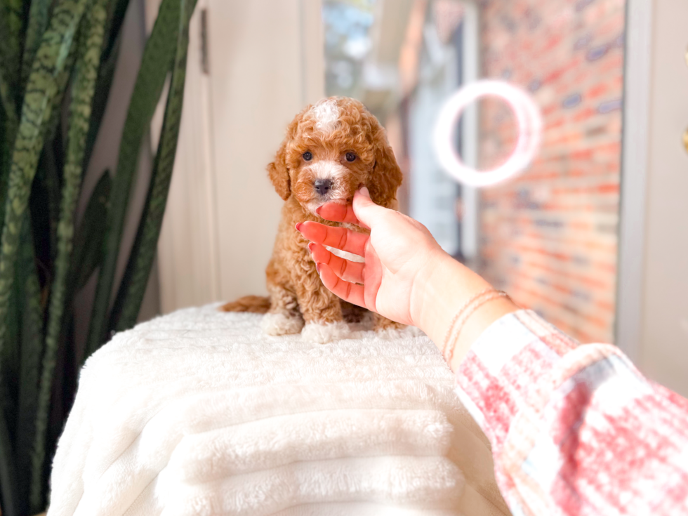 Best Poodle Baby