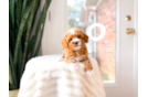 Poodle Pup Being Cute