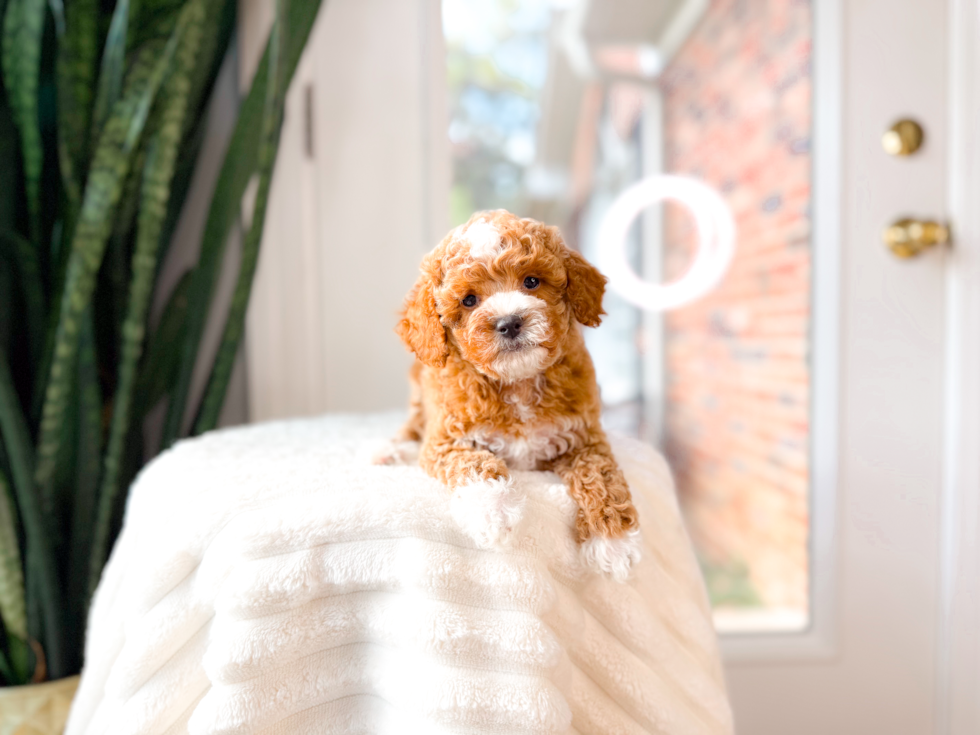 Poodle Pup Being Cute