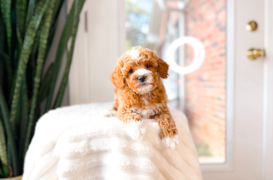 Poodle Pup Being Cute
