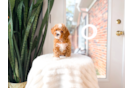 Poodle Pup Being Cute