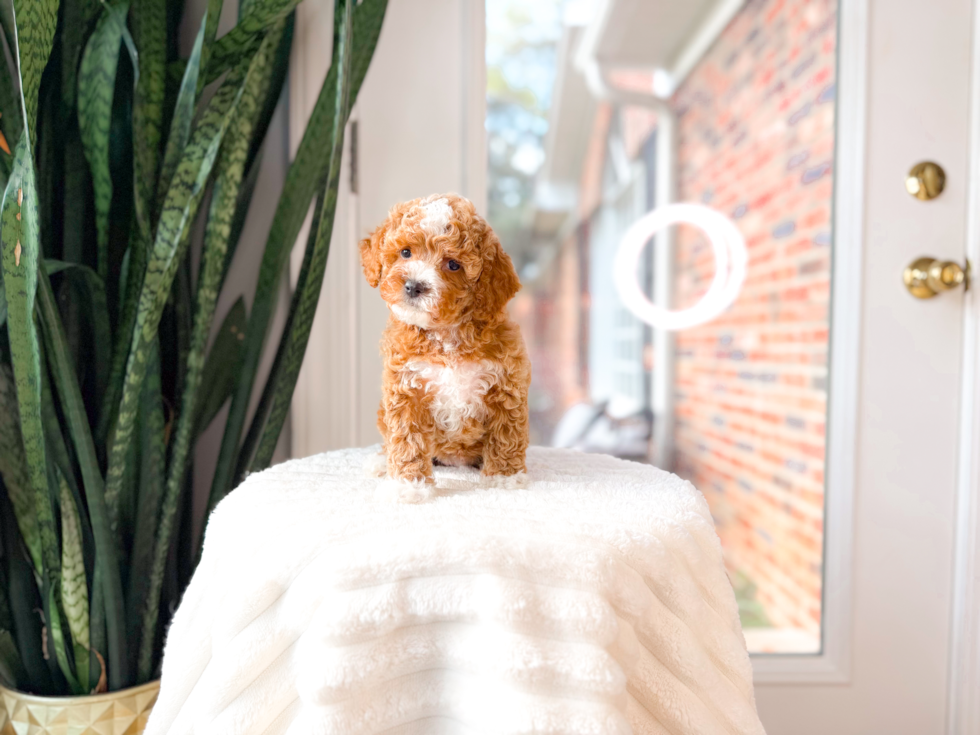 Poodle Pup Being Cute