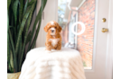 Poodle Pup Being Cute