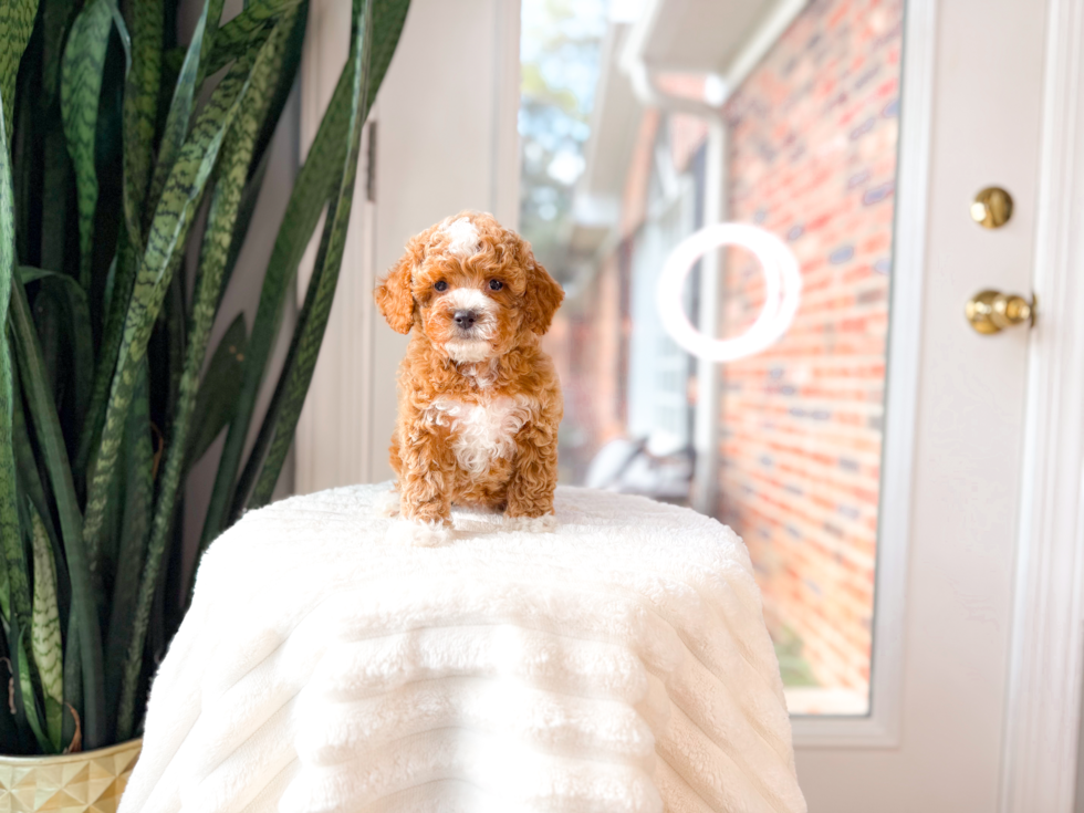 Poodle Pup Being Cute