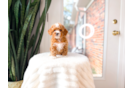 Cute Poodle Purebred Pup