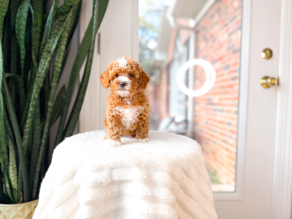 Cute Poodle Purebred Pup