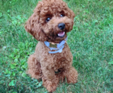 Poodle Puppies For Sale Simply Southern Pups