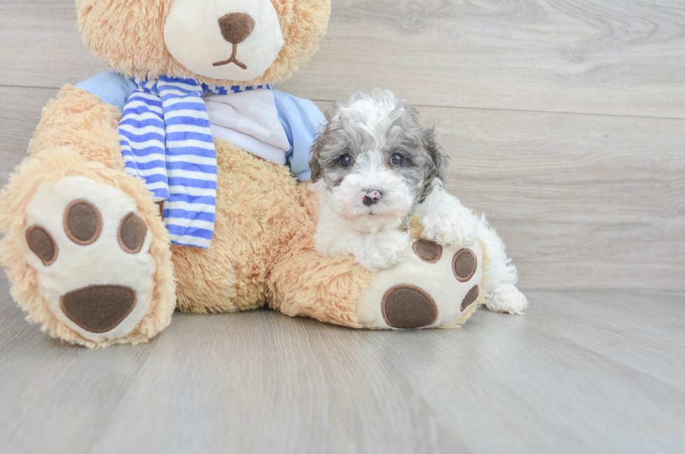 8 week old Poodle Puppy For Sale - Simply Southern Pups