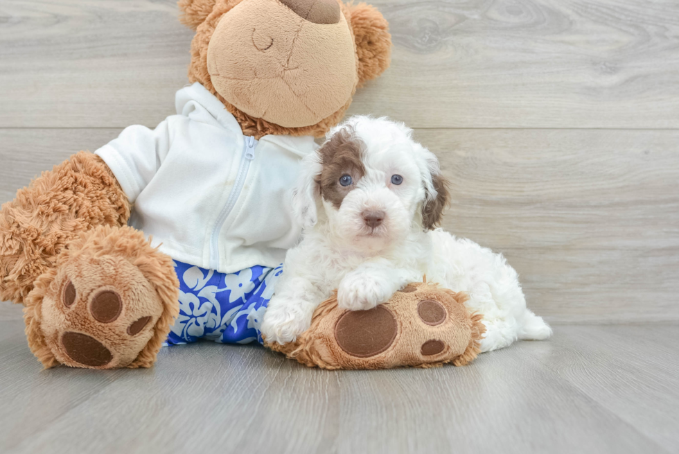 Playful Poodle Purebred Pup