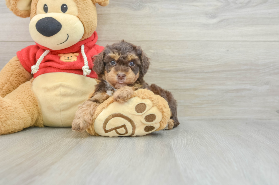 6 week old Poodle Puppy For Sale - Simply Southern Pups