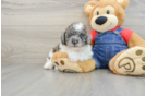 Adorable Toy Poodle Purebred Puppy