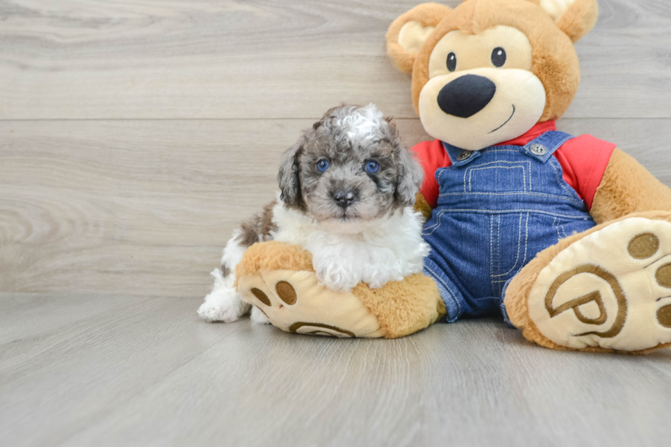 Adorable Toy Poodle Purebred Puppy