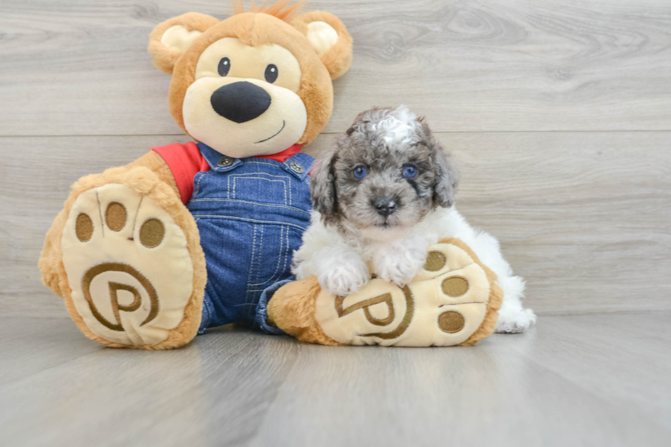 Poodle Pup Being Cute