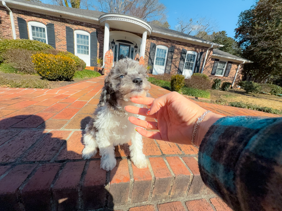 Poodle Puppy for Adoption