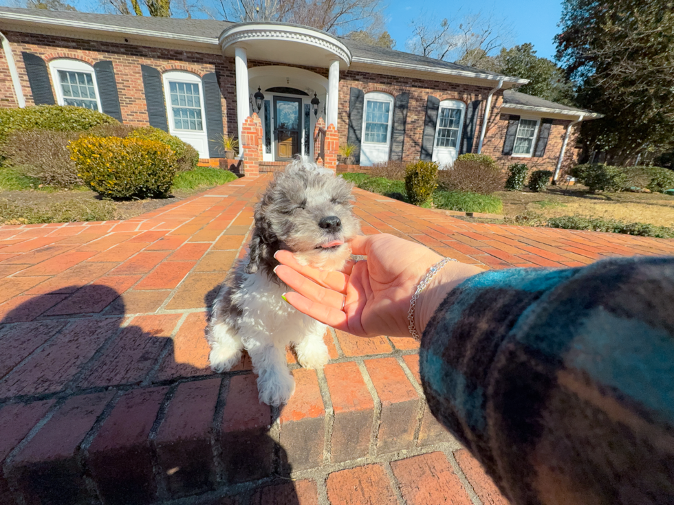 Cute Pudel Purebred Puppy