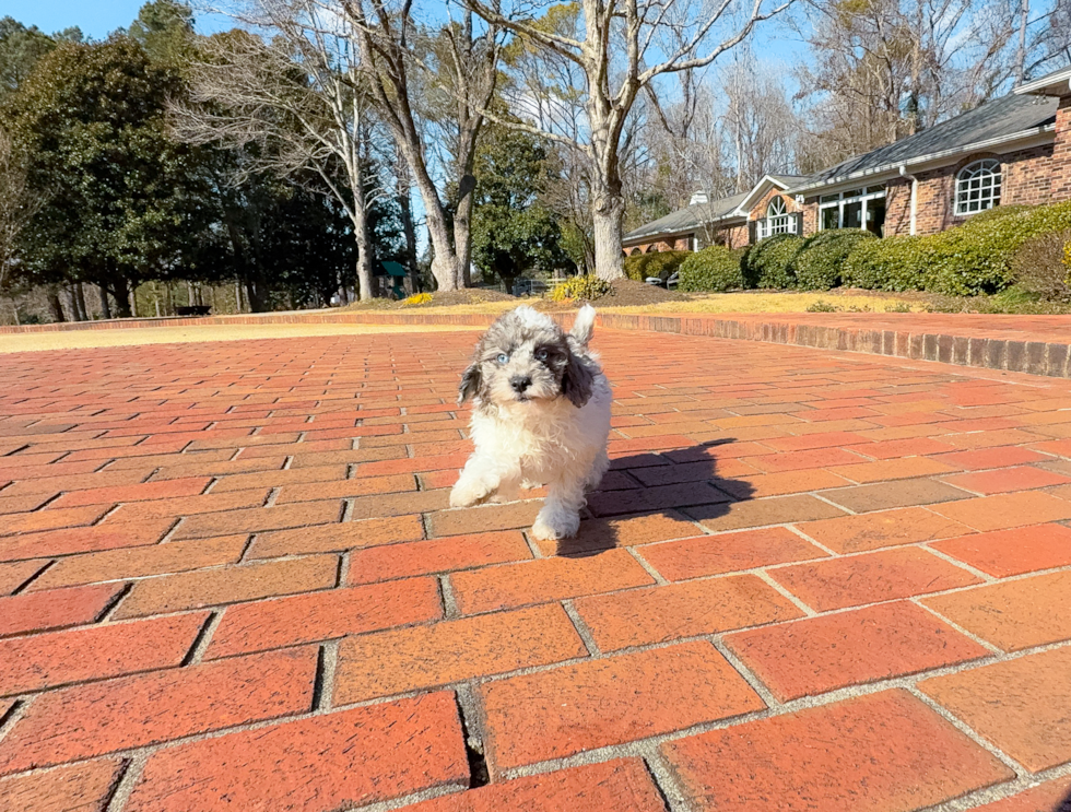 Cute Poodle Baby