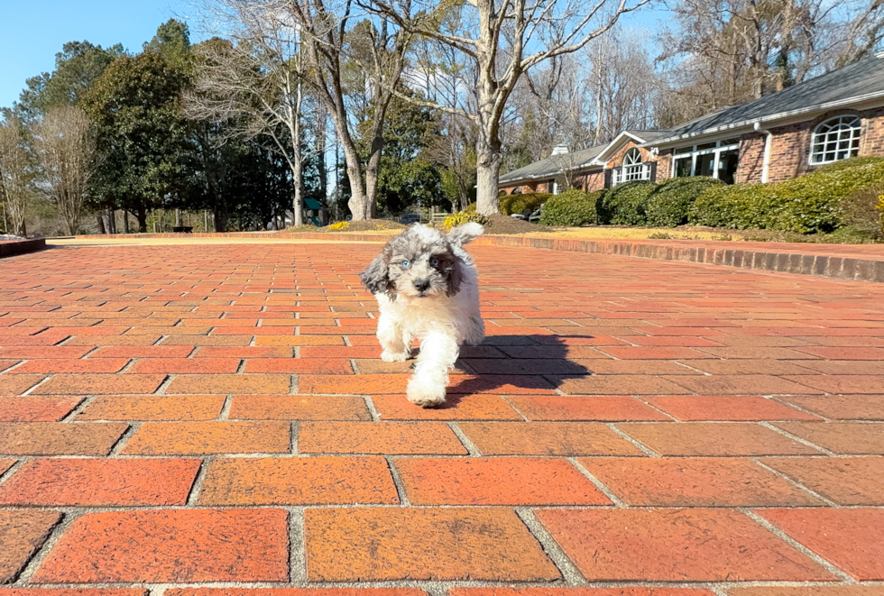 Poodle Pup Being Cute