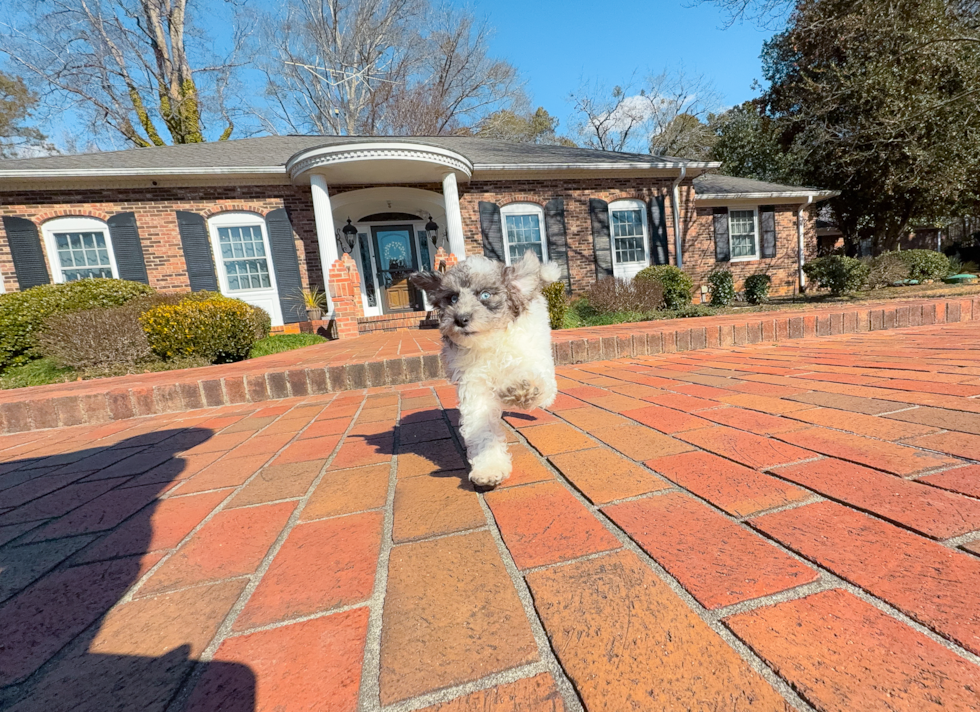 Cute Pooodle Purebred Puppy