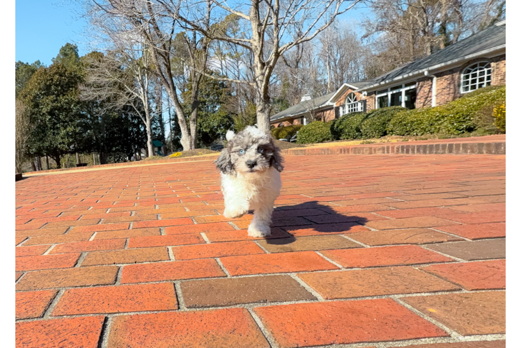 Cute Poodle Baby