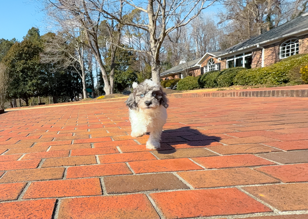 Cute Poodle Baby