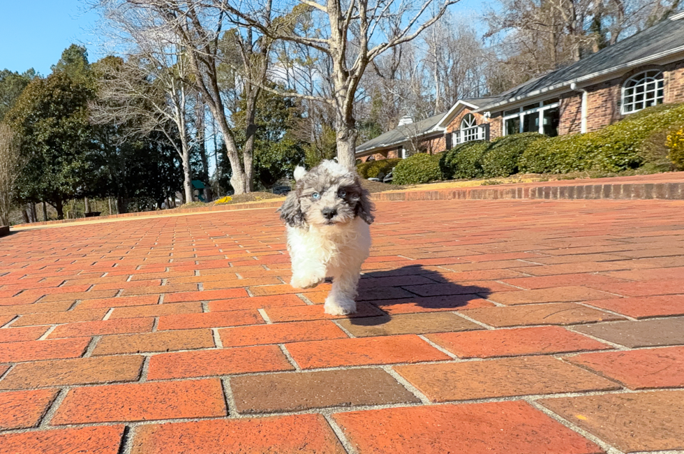 11 week old Poodle Puppy For Sale - Simply Southern Pups