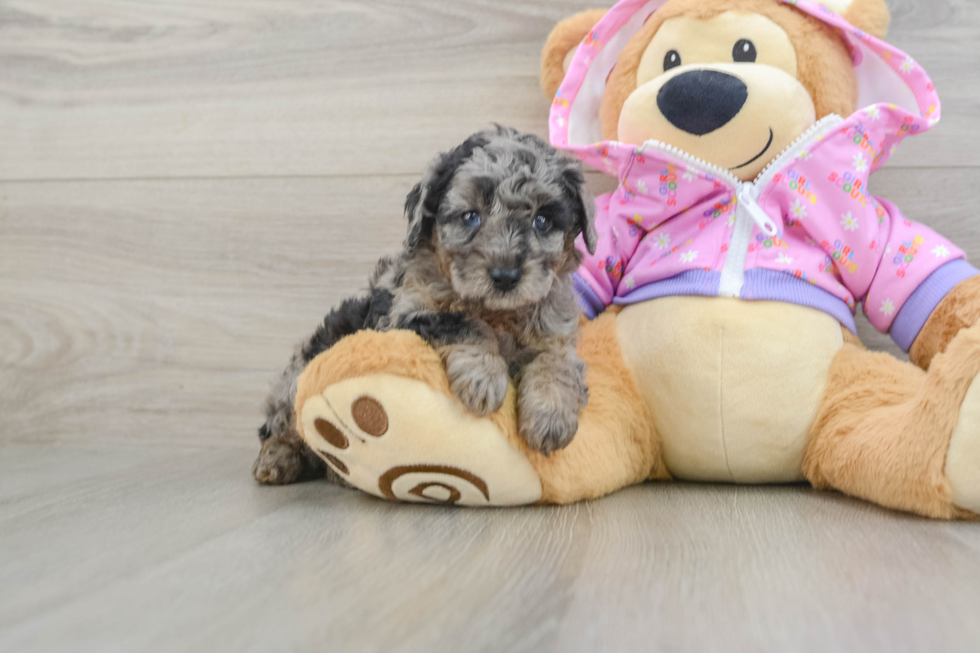 Poodle Puppy for Adoption