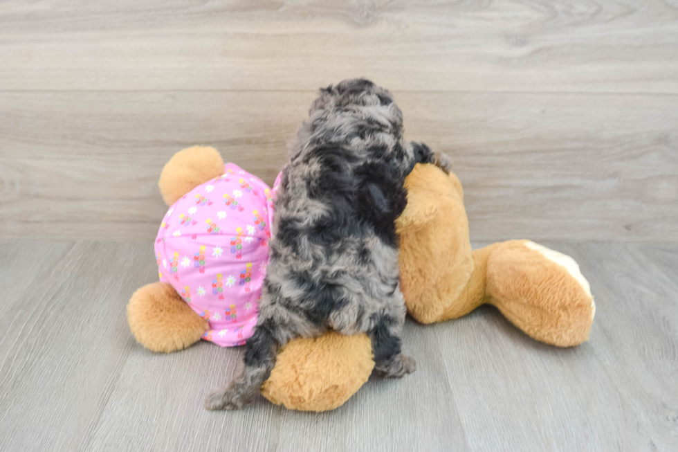 Happy Pudel Purebred Puppy