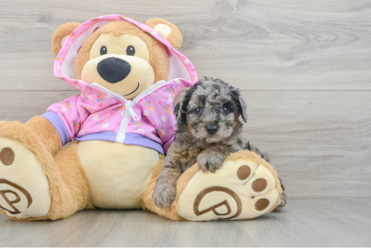 Hypoallergenic Poodle Baby
