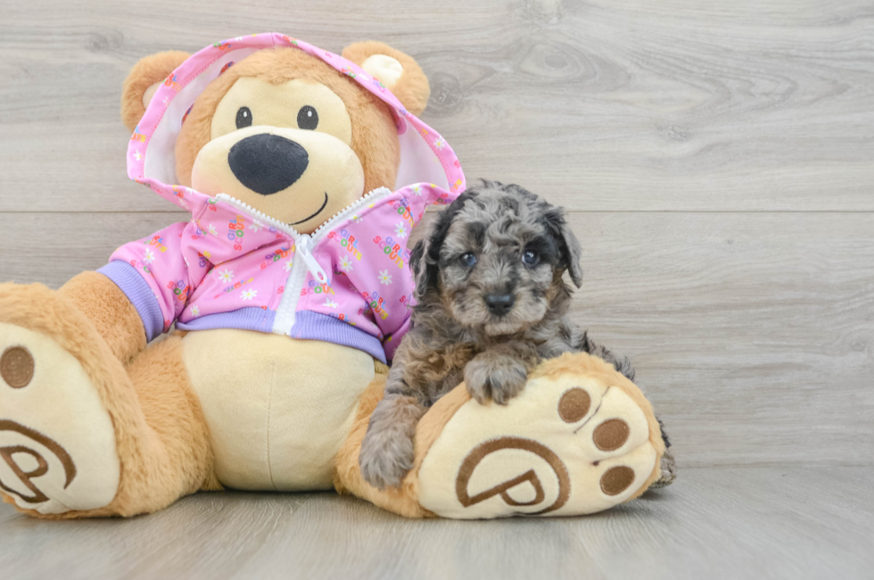 5 week old Poodle Puppy For Sale - Simply Southern Pups
