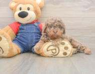 8 week old Poodle Puppy For Sale - Simply Southern Pups