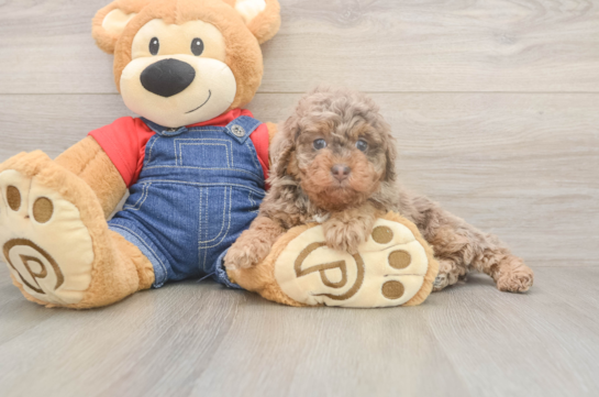 5 week old Poodle Puppy For Sale - Simply Southern Pups Best Poodle Baby