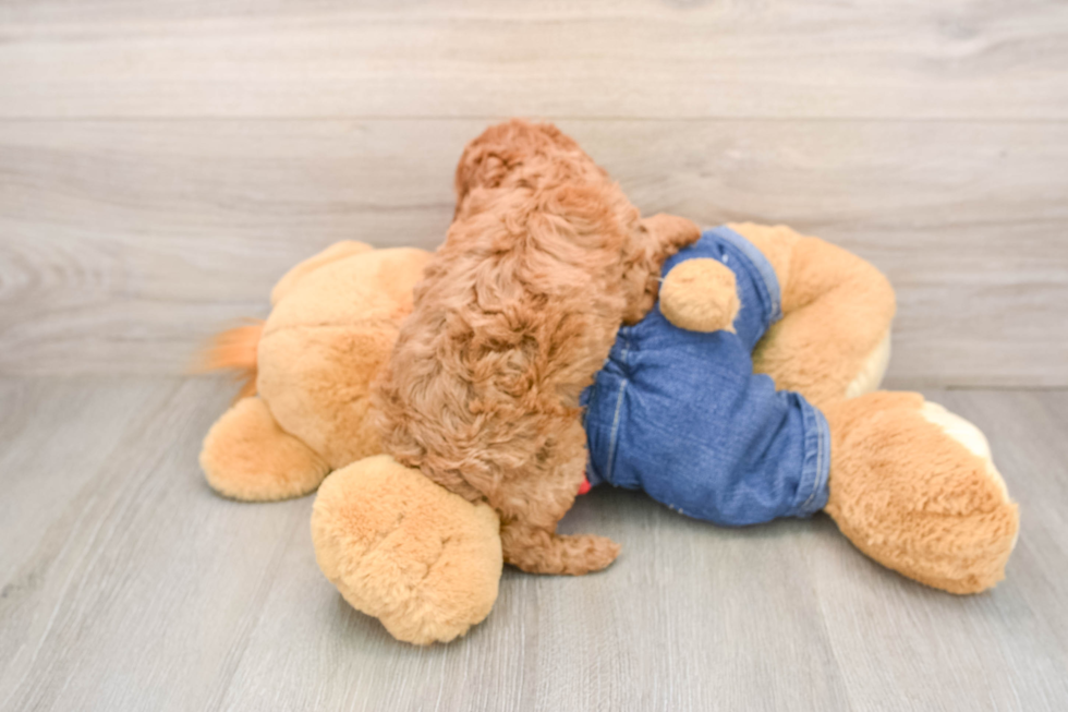 Petite Caniche Purebred Puppy