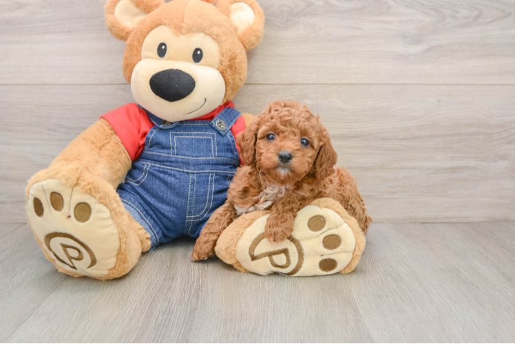 Poodle Pup Being Cute