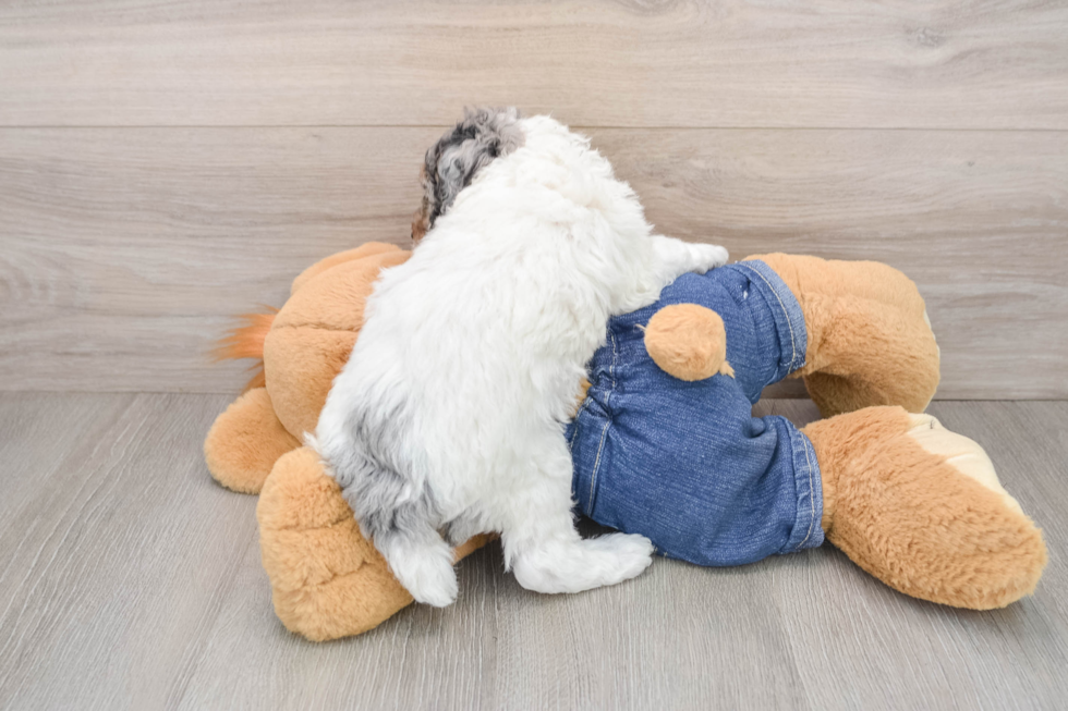 Poodle Pup Being Cute