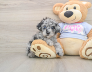 7 week old Poodle Puppy For Sale - Simply Southern Pups