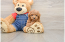 Petite Pudel Purebred Puppy
