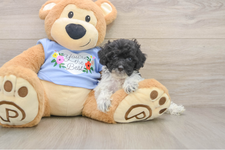 Adorable Pudle Purebred Puppy