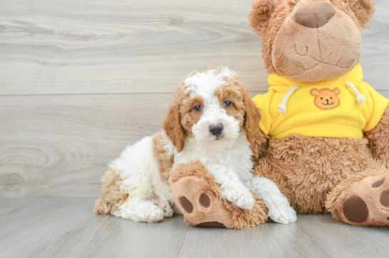 Smart Pudle Purebred Puppy