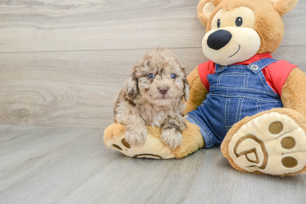 Poodle Pup Being Cute