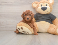 6 week old Poodle Puppy For Sale - Simply Southern Pups