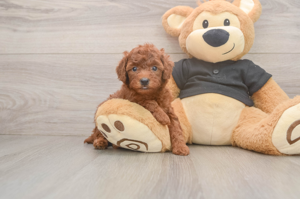 6 week old Poodle Puppy For Sale - Simply Southern Pups