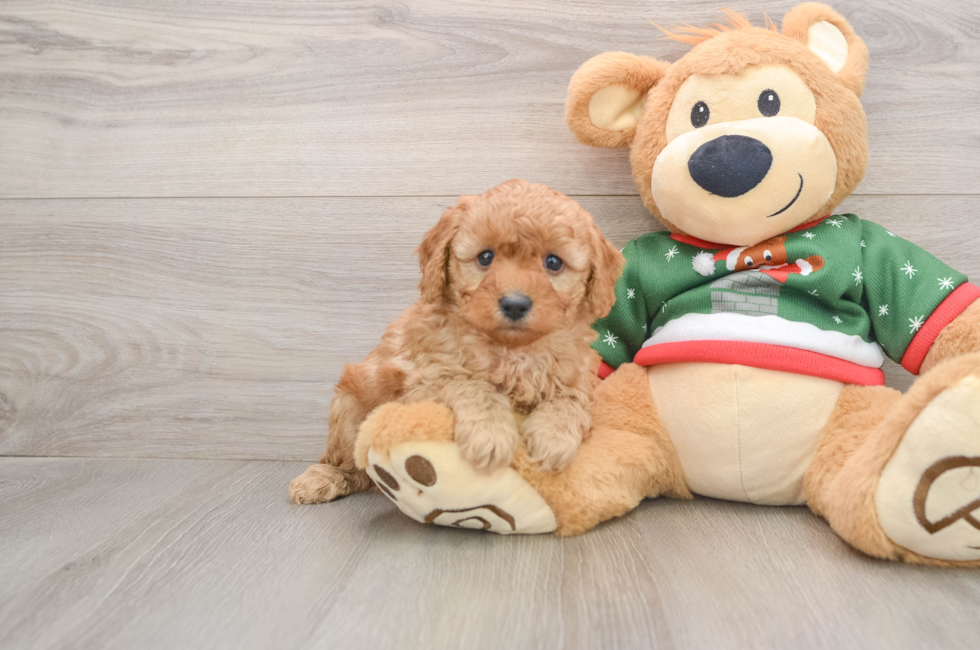 5 week old Poodle Puppy For Sale - Simply Southern Pups