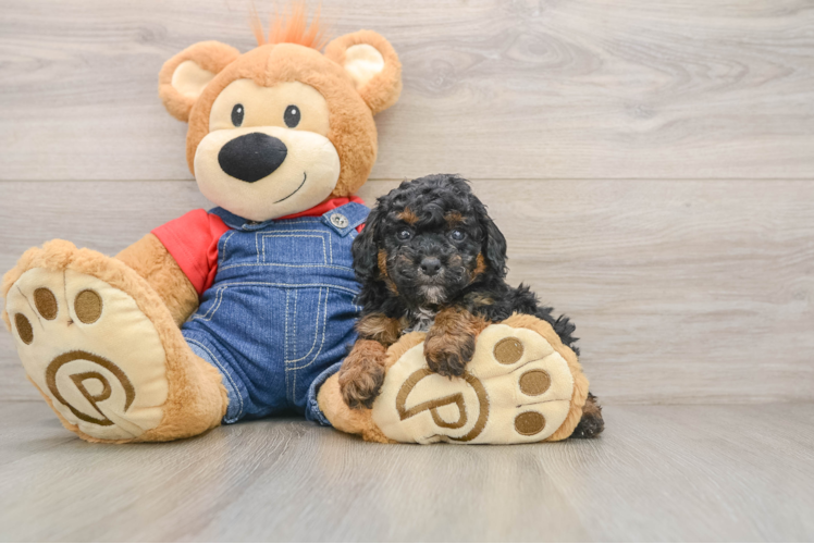 Poodle Pup Being Cute