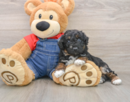 6 week old Poodle Puppy For Sale - Simply Southern Pups