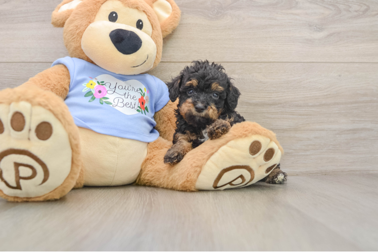 Best Poodle Baby