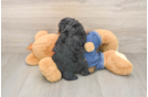 Poodle Pup Being Cute