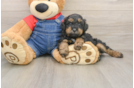 Popular Poodle Baby