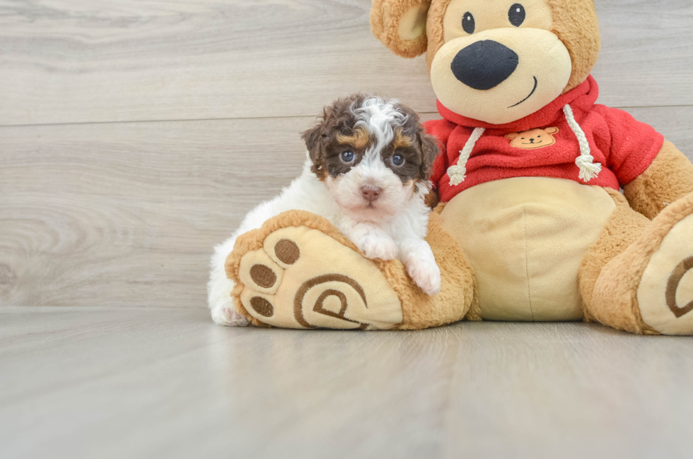 6 week old Poodle Puppy For Sale - Simply Southern Pups