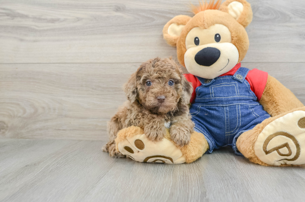 6 week old Poodle Puppy For Sale - Simply Southern Pups