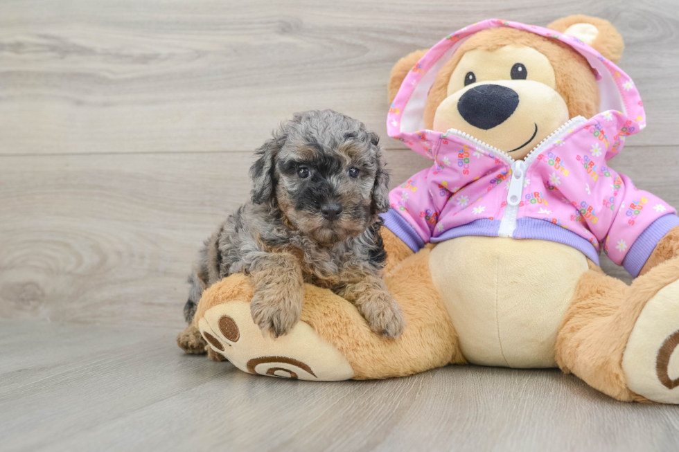 Sweet Pooodle Purebred Puppy
